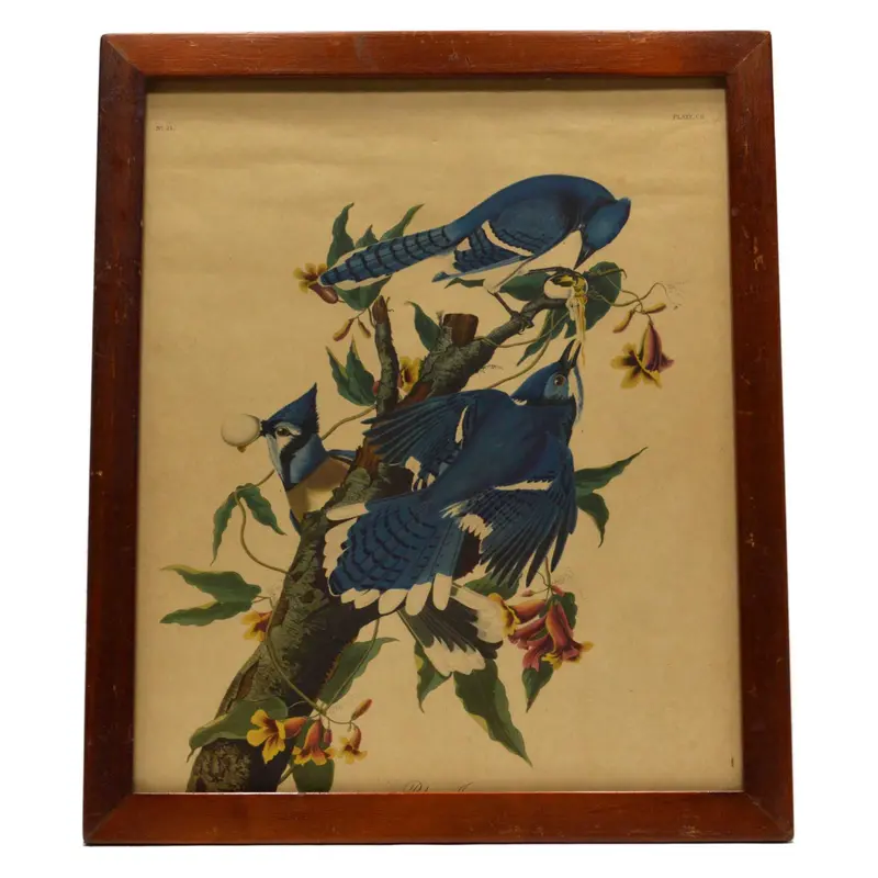 Framed Antique Audubon Lithograph: Blue Jay (Plate CII), 16″ × 19″