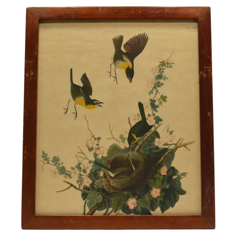 Framed Antique Audubon Lithograph: Yellow-Breasted Chat (Plate XXVIII), 16″ × 19″